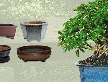 Bonsai Outlet