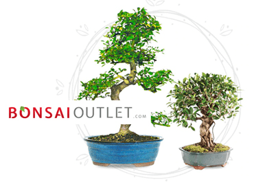 Bon Sai Out Let